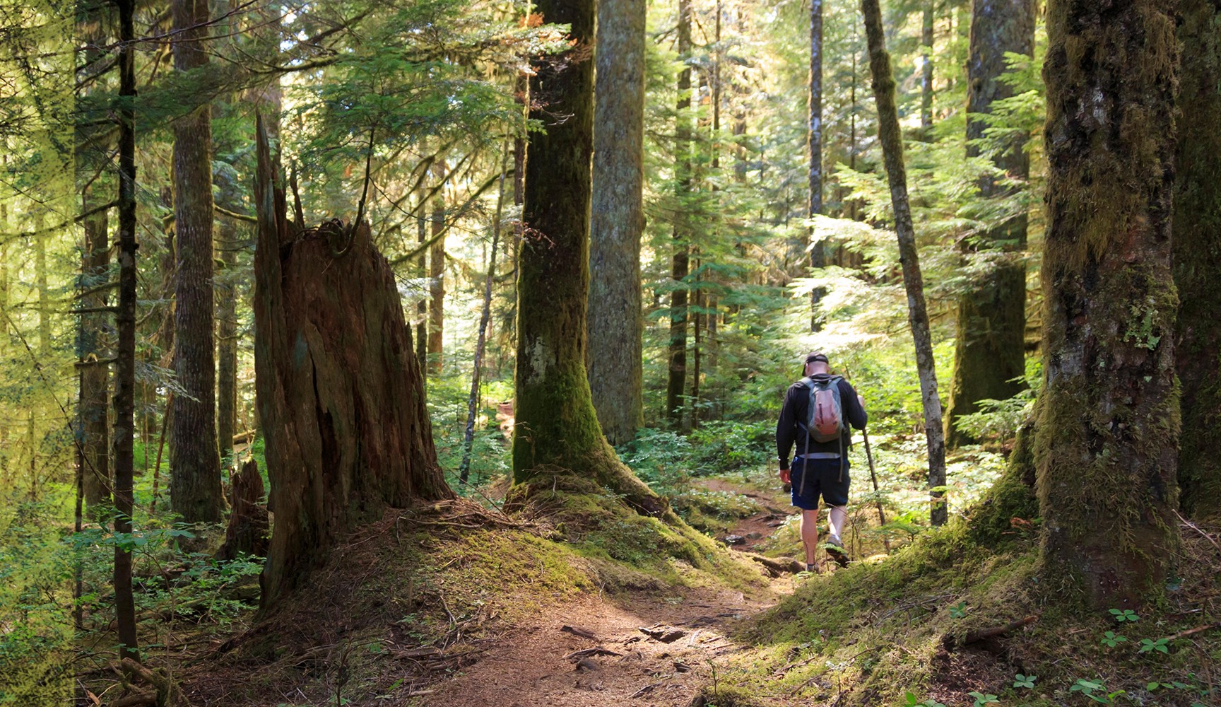 Person hiking in a forest