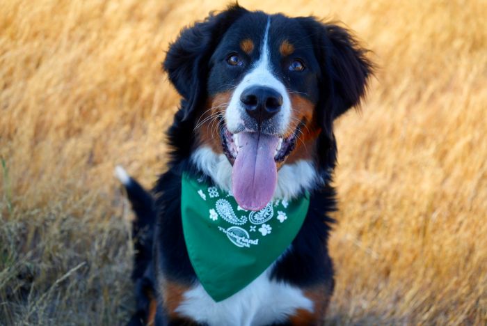 Timberland Bank Pet Photo Contest Winner - Elizabeth March and Lola.