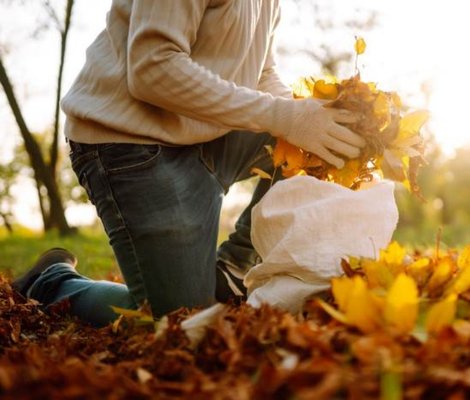 Person picking up fallen leaves.