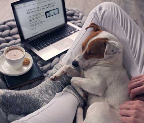 computer user sits with a sleeping dog in their lap, while browsing the internet and drinking coffee