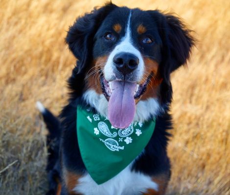 Timberland Bank Pet Photo Contest Winner - Elizabeth March and Lola.