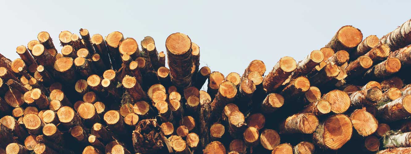 freshly cut logs stacked on top of each other