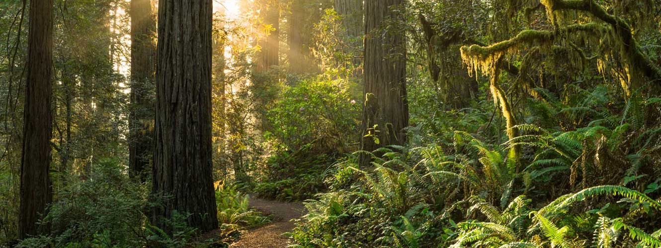 path in a Washington State forest with the sun poking through moss covered trees