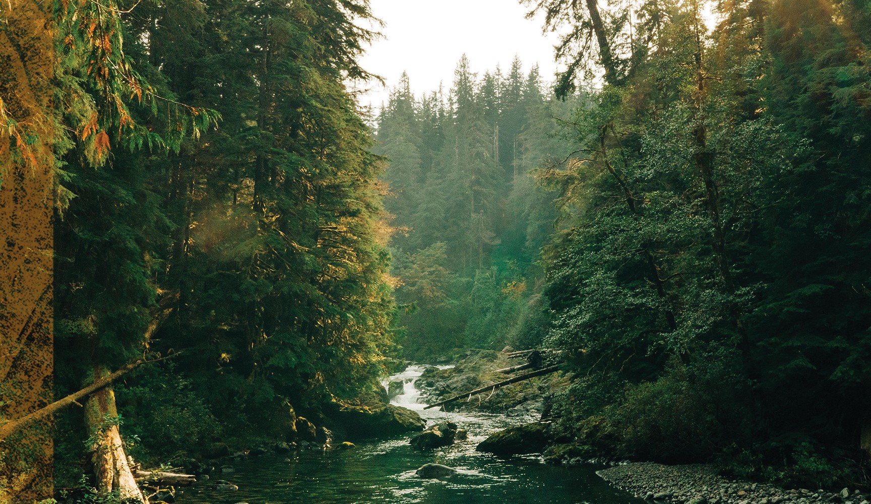 River running through a forest