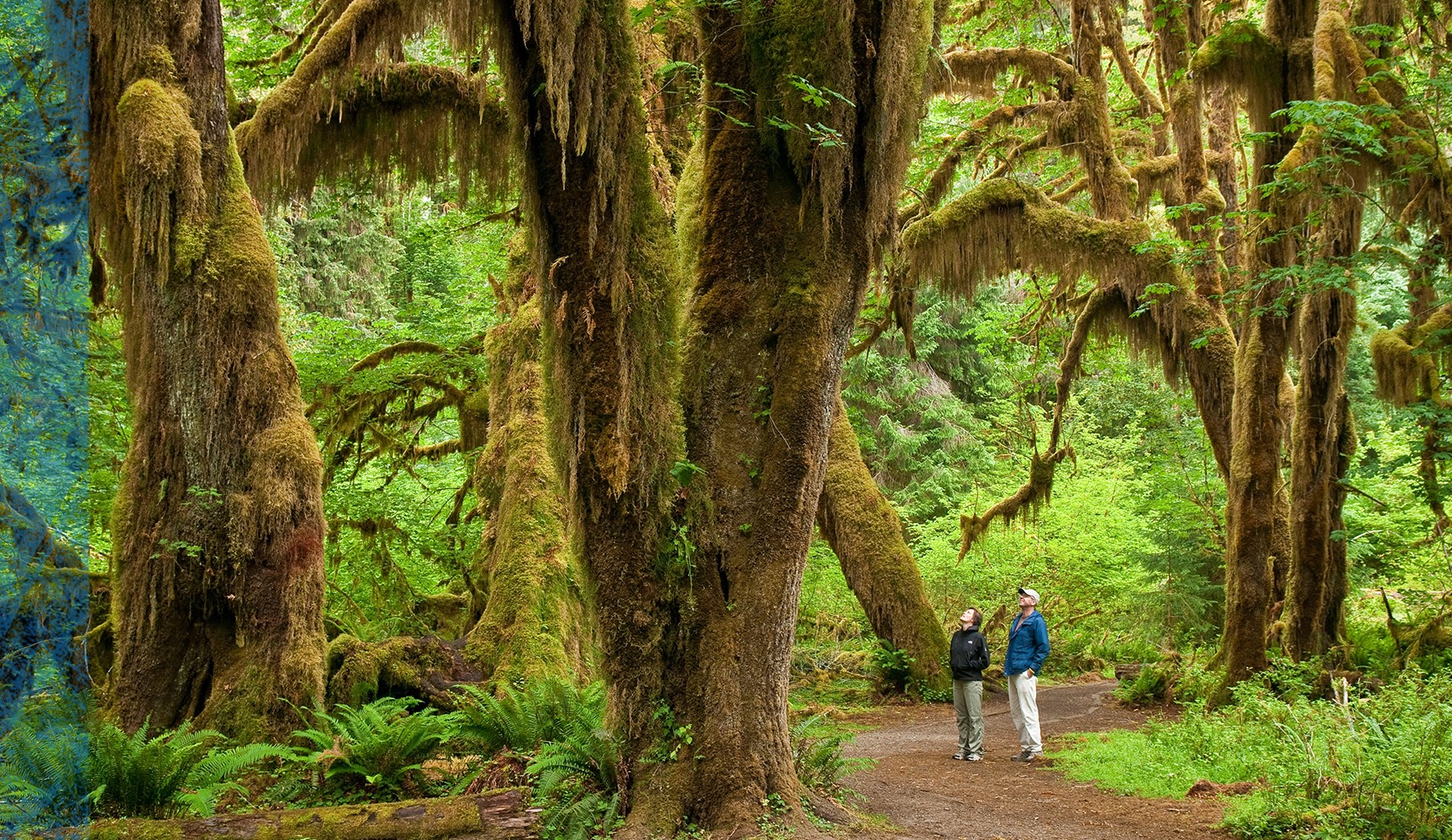 Two people in a forest looking up at a large tree